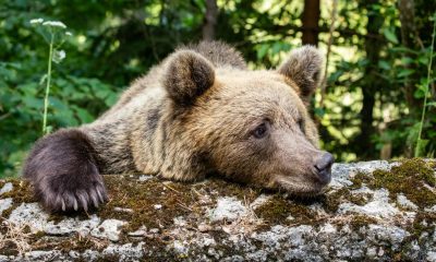 Crypto bears got it wrong again, losing $300 million in liquidations: Crypto Markets Today