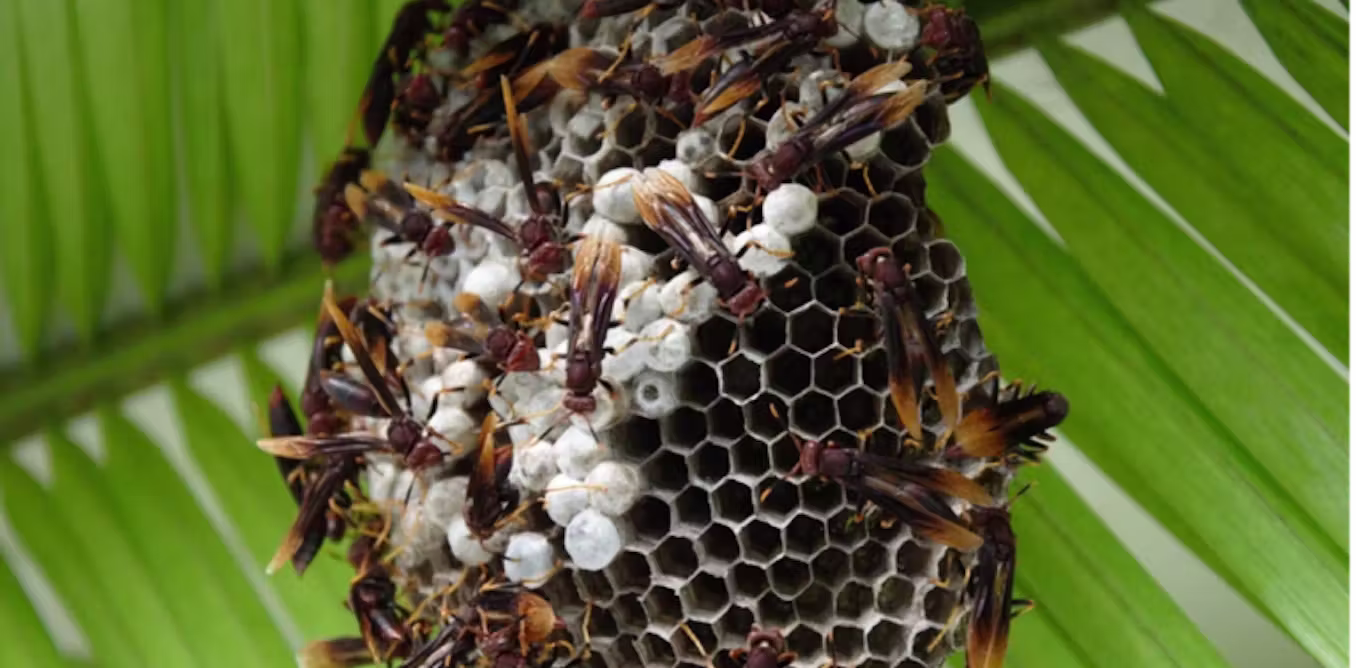 lessons from wasps on how societies survive power struggles