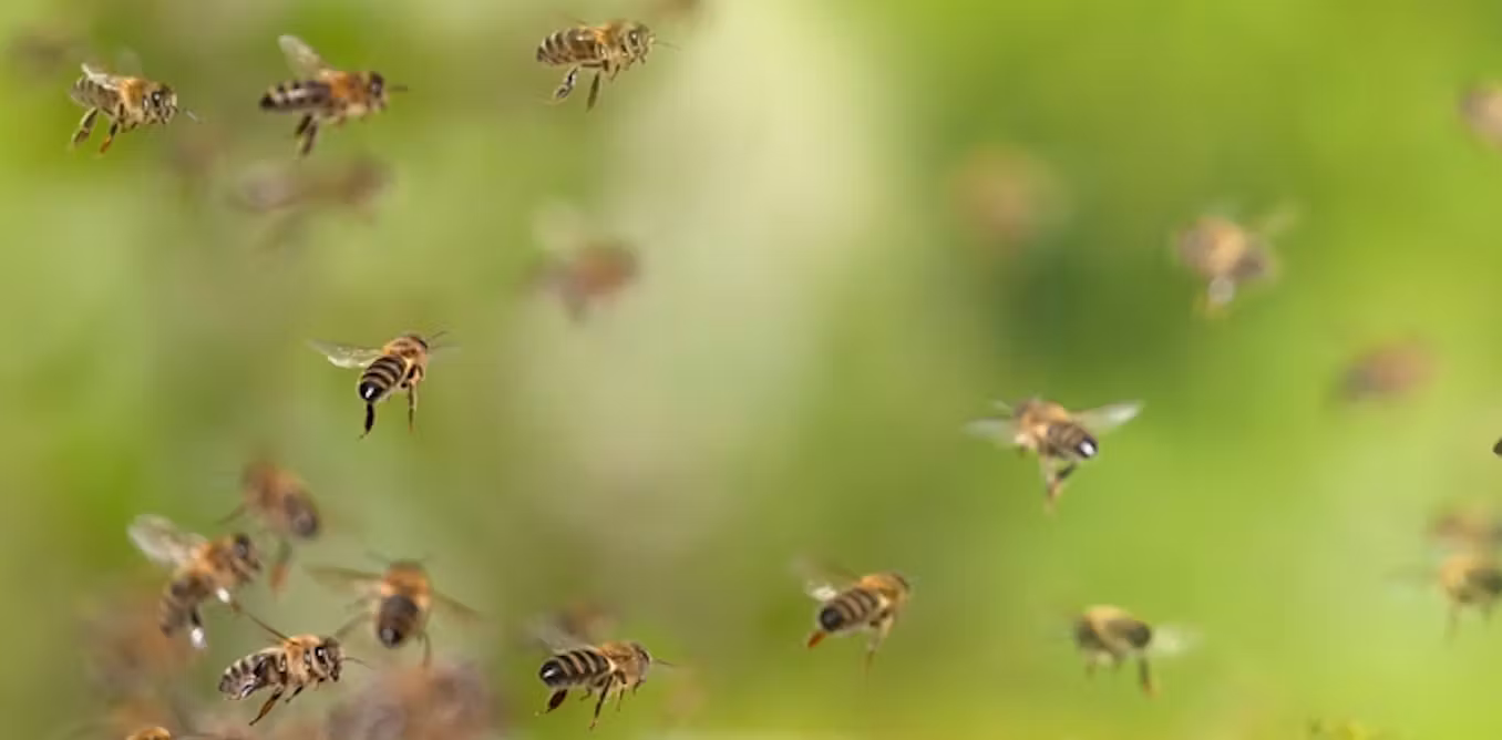 how bees support other animals