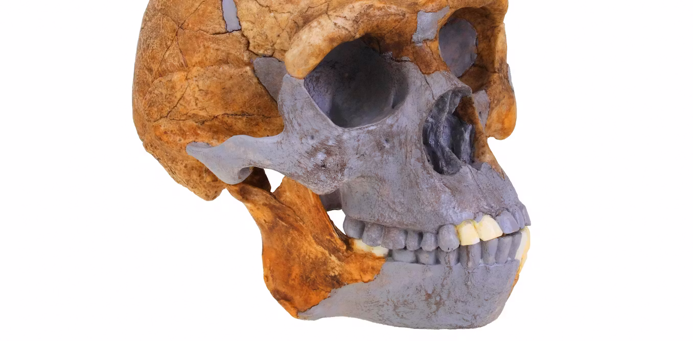 Ancient tooth proteins suggest ‘Homo erectus’ may have left a genetic legacy in people today