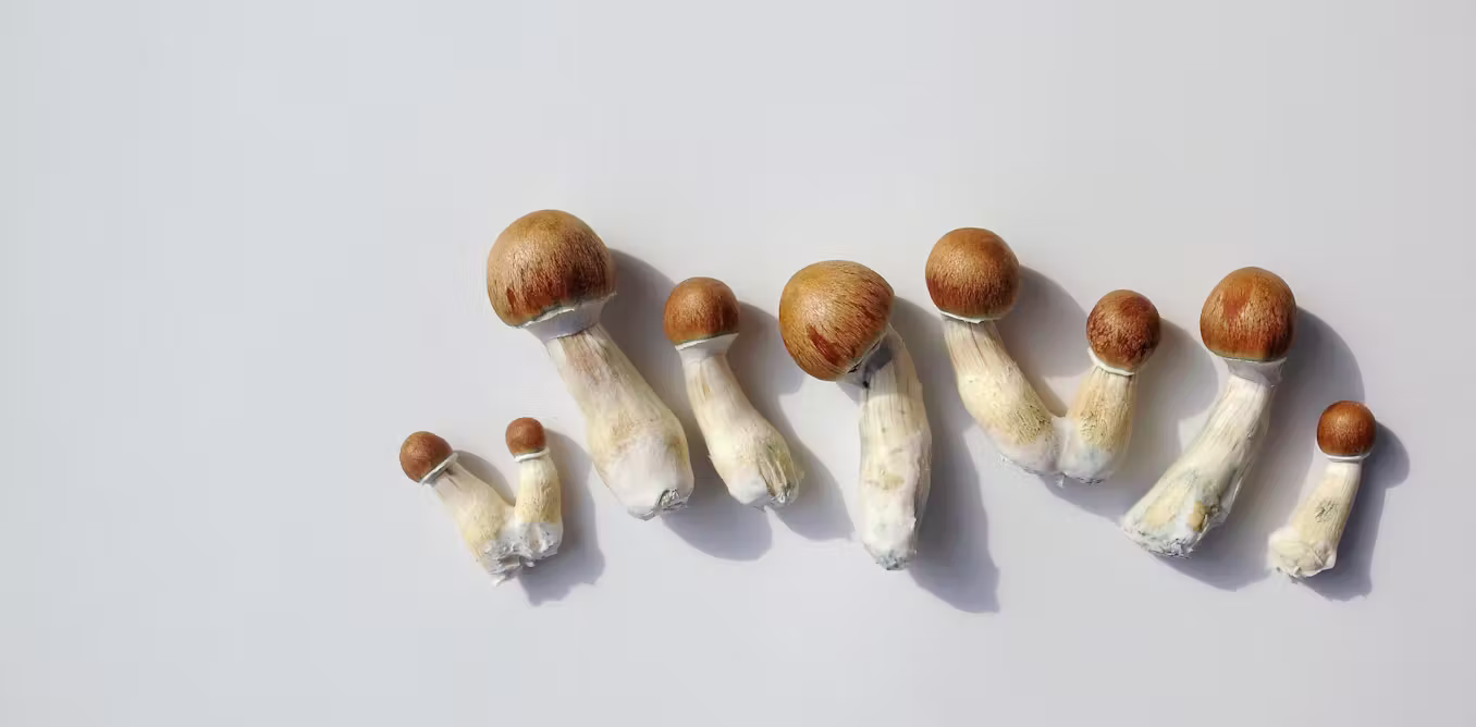 A single dose of psilocybin eased depression symptoms for months, our study found