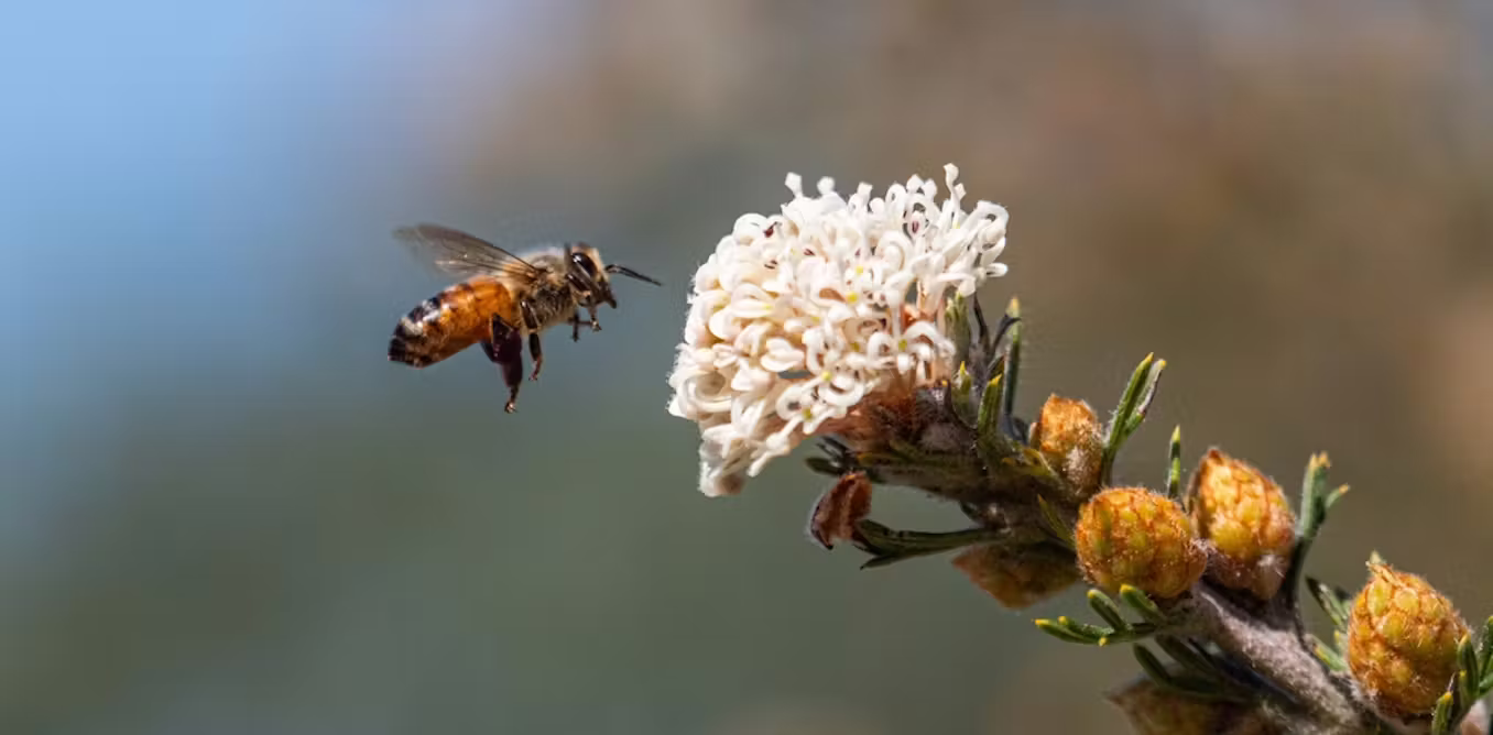 What AI taxis and robots can learn from bees