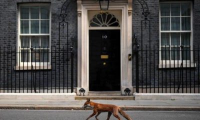 A fox is running in Makerfield by-election to challenge Hunting Act loopholes