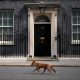 A fox is running in Makerfield by-election to challenge Hunting Act loopholes