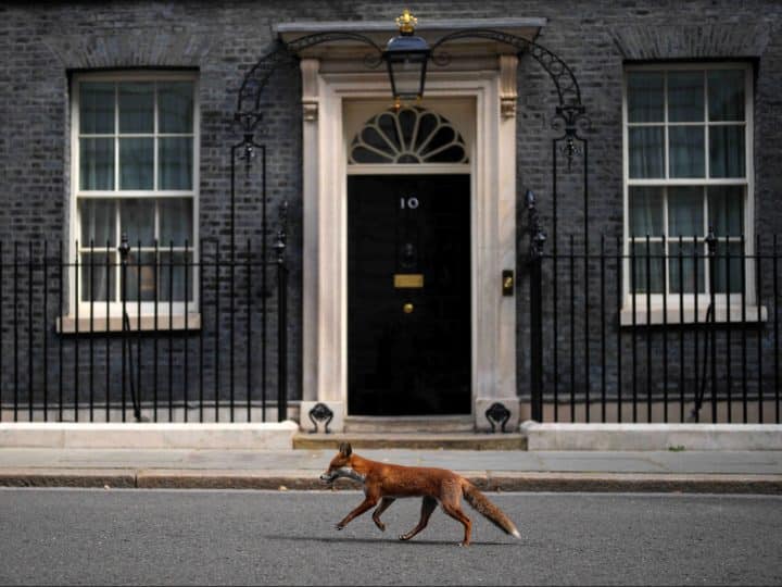 A fox is running in Makerfield by-election to challenge Hunting Act loopholes