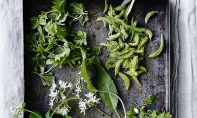 Seasonal ingredients. Five super herbs:  ground elder, spruce, alliaria, wild garlic and sorrel.