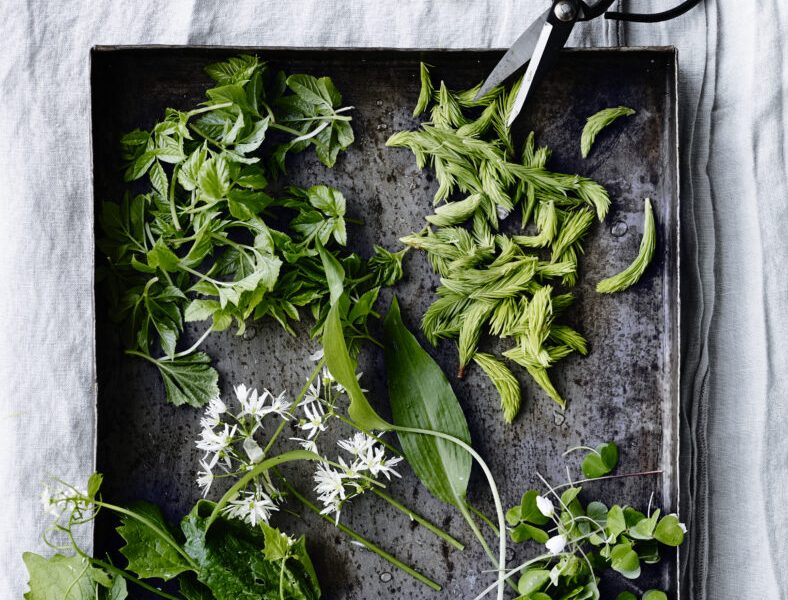 Seasonal ingredients. Five super herbs:  ground elder, spruce, alliaria, wild garlic and sorrel.