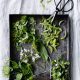Seasonal ingredients. Five super herbs:  ground elder, spruce, alliaria, wild garlic and sorrel.