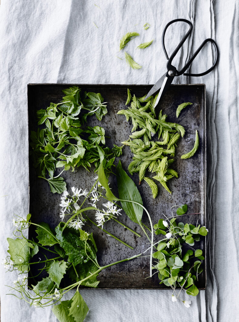 Seasonal ingredients. Five super herbs:  ground elder, spruce, alliaria, wild garlic and sorrel.
