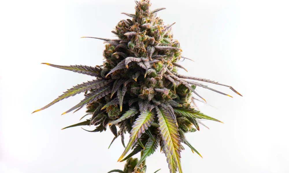 Curaleaf Benefits From Cannabis Rescheduling And International Growth (CURLF)