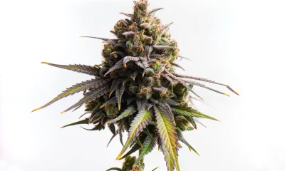 Curaleaf Benefits From Cannabis Rescheduling And International Growth (CURLF)