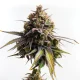 Curaleaf Benefits From Cannabis Rescheduling And International Growth (CURLF)