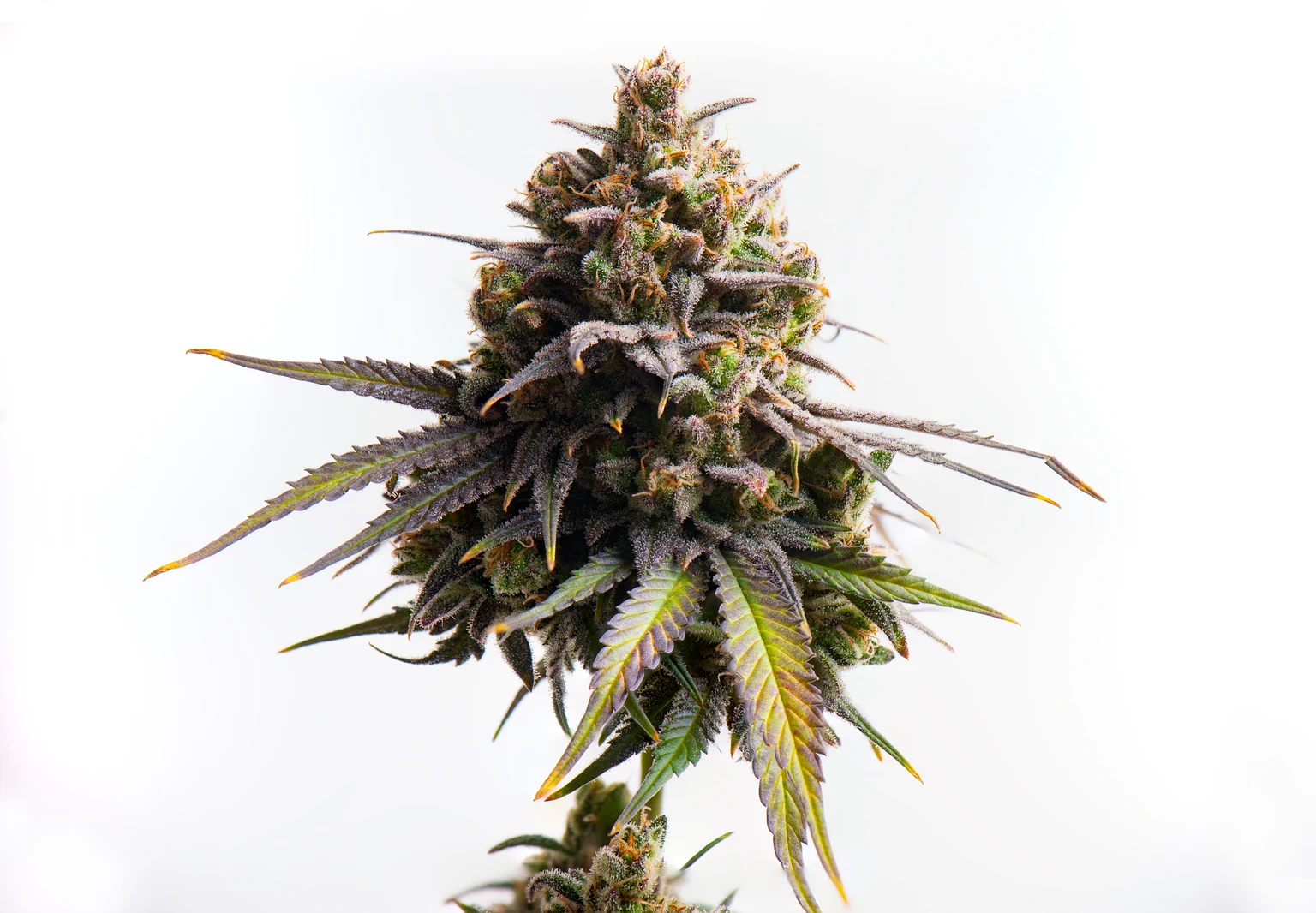 Curaleaf Benefits From Cannabis Rescheduling And International Growth (CURLF)