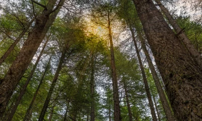 Weyerhaeuser: An Irreplaceable Timber Giant Poised For The Housing Rebound