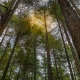 Weyerhaeuser: An Irreplaceable Timber Giant Poised For The Housing Rebound