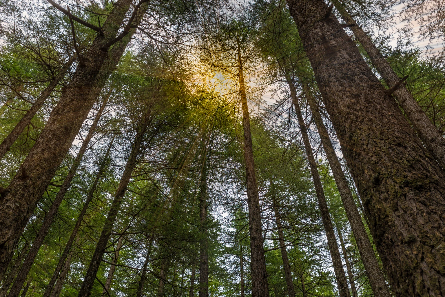 Weyerhaeuser: An Irreplaceable Timber Giant Poised For The Housing Rebound