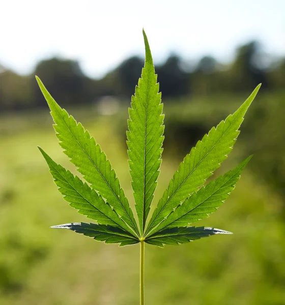 Glass House Brands: A Greenhouse Giant Growing Into A Narrow Margin Window