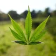 Glass House Brands: A Greenhouse Giant Growing Into A Narrow Margin Window