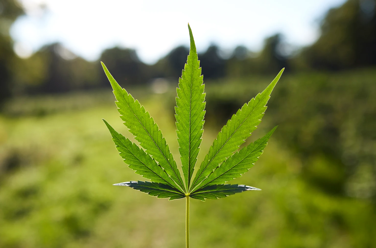 Glass House Brands: A Greenhouse Giant Growing Into A Narrow Margin Window