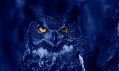 Blue Owl: No Distress Detected