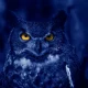 Blue Owl: No Distress Detected