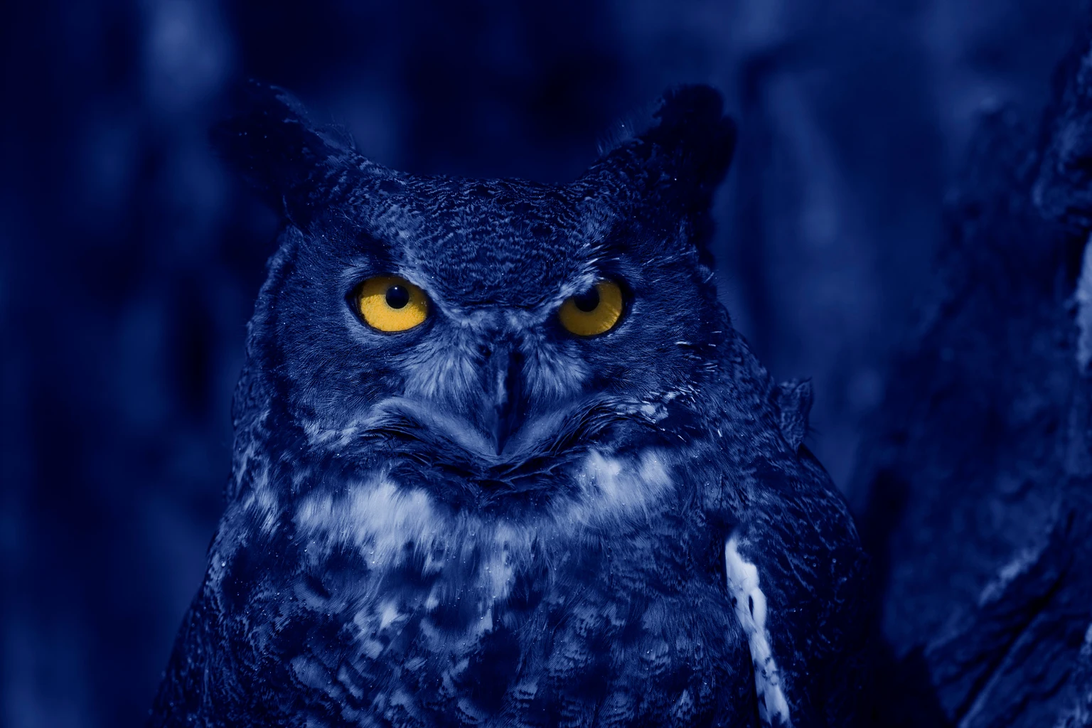 Blue Owl: No Distress Detected