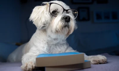 Readers Nab 10 Ideal 'Safer' Dividend Dogs In April