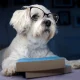 Readers Nab 10 Ideal 'Safer' Dividend Dogs In April