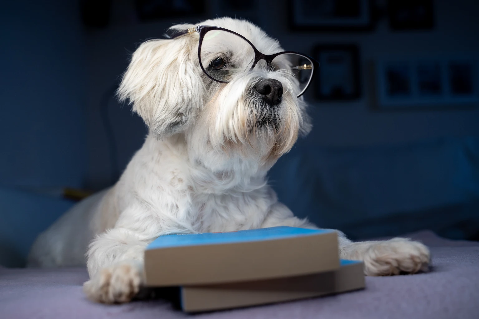Readers Nab 10 Ideal 'Safer' Dividend Dogs In April