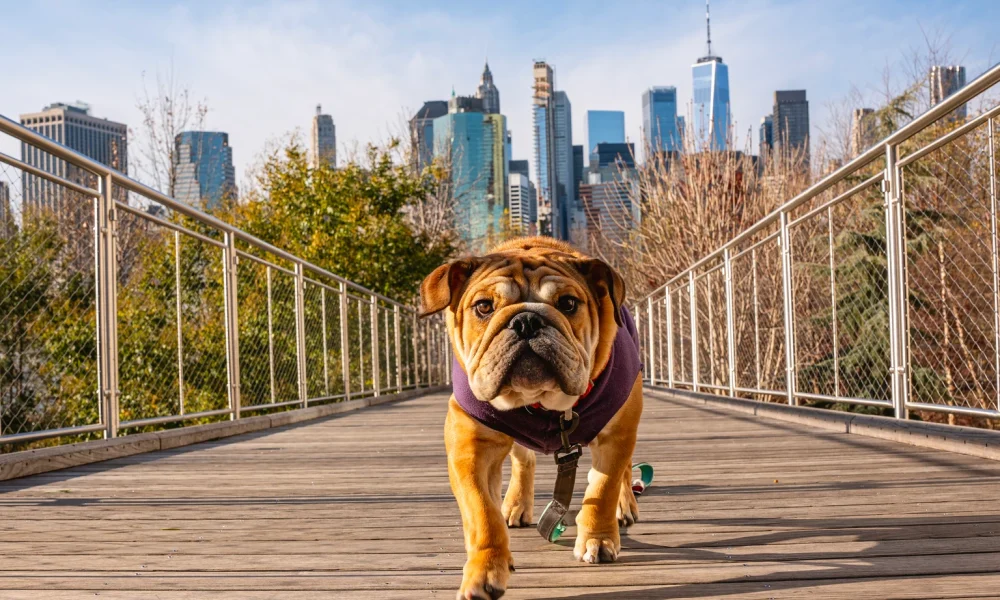 The June Dog Of The Dow To Buy