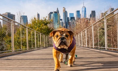 The June Dog Of The Dow To Buy