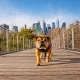 The June Dog Of The Dow To Buy