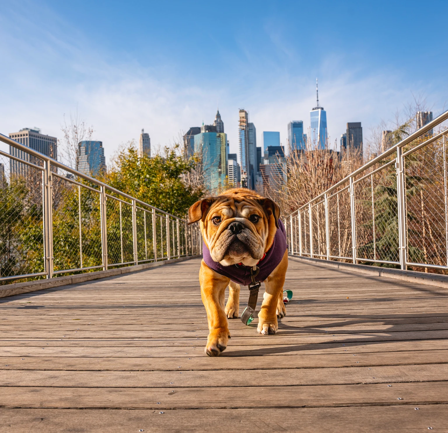 The June Dog Of The Dow To Buy