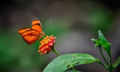 Butterfly Network: Valuation Ahead Of Execution