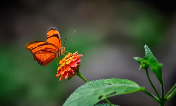Butterfly Network: Valuation Ahead Of Execution