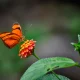 Butterfly Network: Valuation Ahead Of Execution