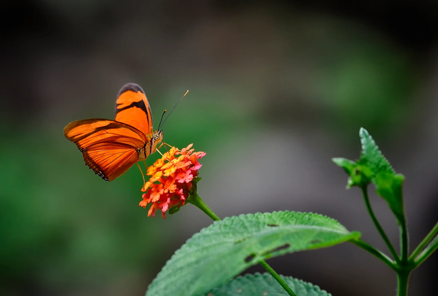 Butterfly Network: Valuation Ahead Of Execution