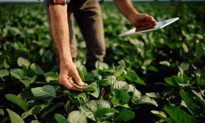 BrasilAgro Stock Faces A Risk Storm, But Crop Prices Are Not Reacting (NYSE:LND)