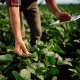 BrasilAgro Stock Faces A Risk Storm, But Crop Prices Are Not Reacting (NYSE:LND)