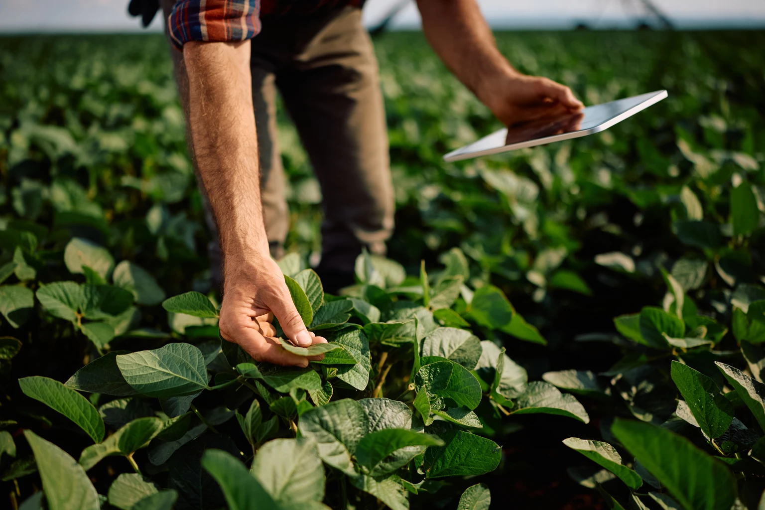 BrasilAgro Stock Faces A Risk Storm, But Crop Prices Are Not Reacting (NYSE:LND)