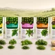 Kad Bnei Darom unveils frozen herbs