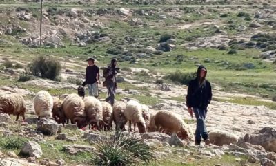 Settlers farming in Susiya, Masafer Yatta. West Bank
