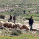 Settlers farming in Susiya, Masafer Yatta. West Bank
