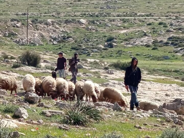 Settlers farming in Susiya, Masafer Yatta. West Bank