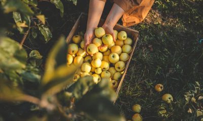 Global Food Prices Rise for Third Month Running | Iran Crisis Drives UK SME Costs