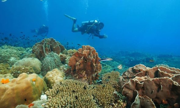 Beyond the Reef - What Bali's Diving Economy Can Teach Indonesia's Hospitality Sector