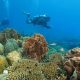 Beyond the Reef - What Bali's Diving Economy Can Teach Indonesia's Hospitality Sector