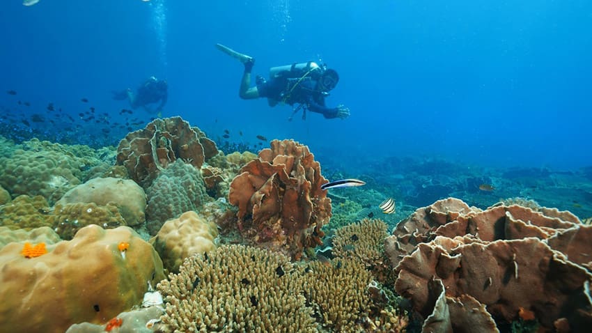Beyond the Reef - What Bali's Diving Economy Can Teach Indonesia's Hospitality Sector