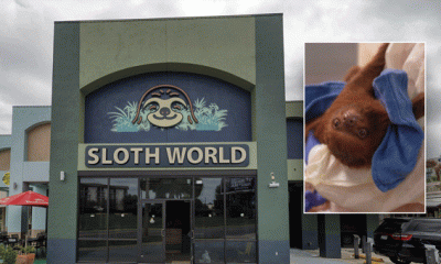 Florida bans sloth imports after dozens die of animals at Sloth World facility