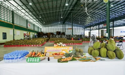 Thai Fruit Festival Strengthens Durian Presence in China